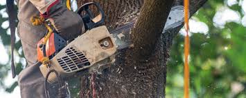 Why Choose Our Tree Removal Services in Seven Fields, PA?