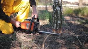 Best Tree and Shrub Care  in Seven Fields, PA